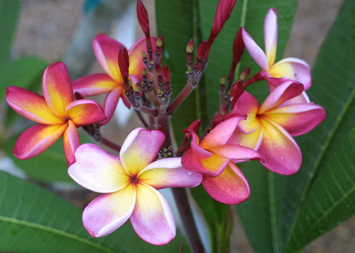 Kaneohe Sunrise Plumeria Kaneohe Sunrise Plumeria