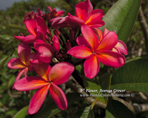 Moragne 9 Plumeria Moragne 9 Plumeria