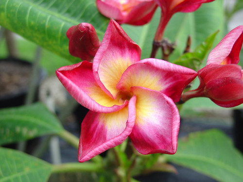 Thai Rimfire aka 4304 Plumeria Thai Rimfire aka 4304 Plumeria