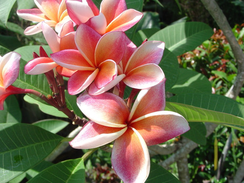 Thai Orange Plumeria Thai Orange Plumeria