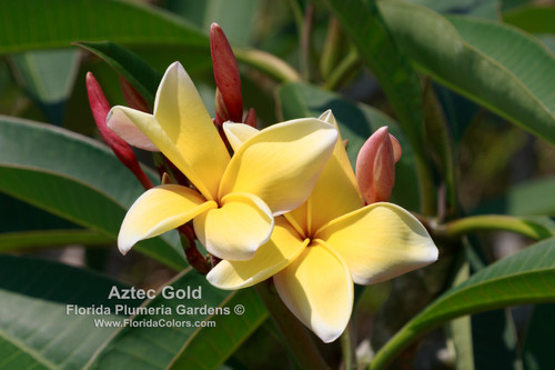 Aztec Gold Plumeria Aztec Gold Plumeria