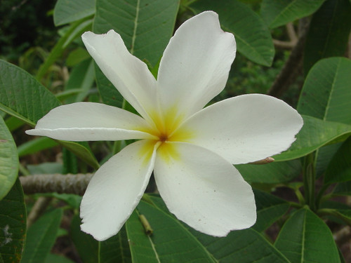 Dwarf Deciduous Plumeria Dwarf Deciduous Plumeria
