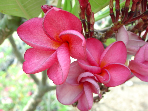 Dwarf Watermelon aka Chompoo Phuang Roi Plumeria Dwarf Watermelon aka Chompoo Phuang Roi Plumeria