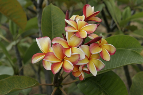 Intense Rainbow Plumeria Intense Rainbow Plumeria