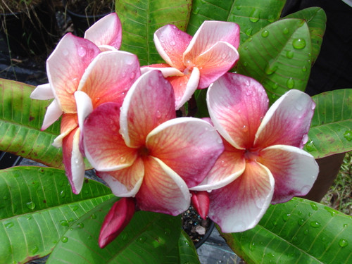 J105 Plumeria J105 Plumeria