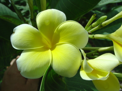 Limoncello Plumeria Limoncello Plumeria