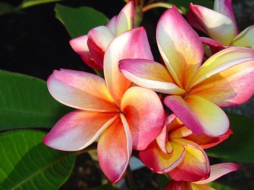 Marco Polo Plumeria Marco Polo Plumeria