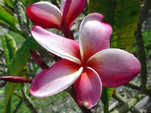Mary Moragne Plumeria Mary Moragne Plumeria