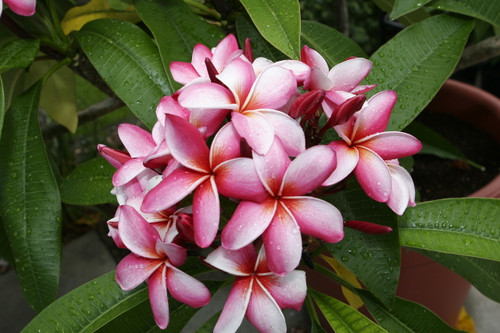 Mary Moragne Plumeria Mary Moragne Plumeria