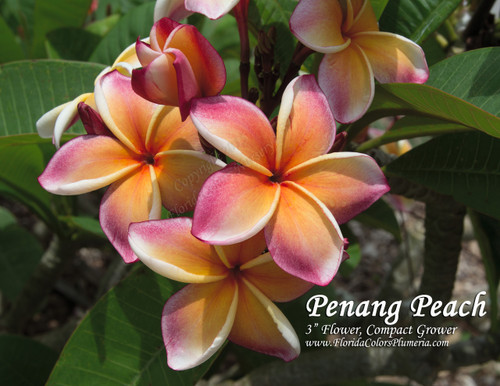 Penang Peach Plumeria Penang Peach Plumeria