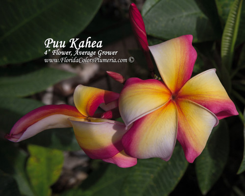 Puu Kahea Plumeria Puu Kahea Plumeria