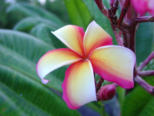 Puu Kahea Plumeria Puu Kahea Plumeria