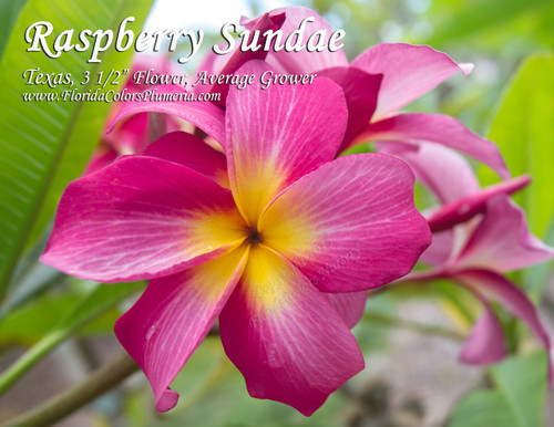 Raspberry Sundae Plumeria Raspberry Sundae Plumeria
