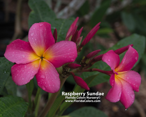 Raspberry Sundae Plumeria Raspberry Sundae Plumeria