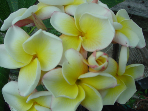 Cyndi Moragne Plumeria Cyndi Moragne Plumeria