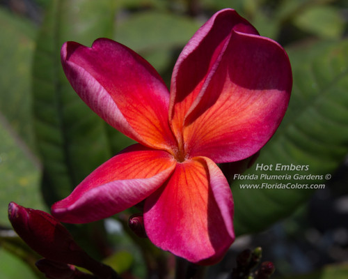 Hot Embers Plumeria Hot Embers Plumeria