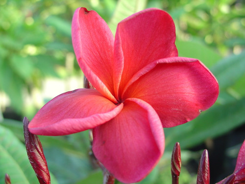 Jack Of Hearts Plumeria Jack Of Hearts Plumeria