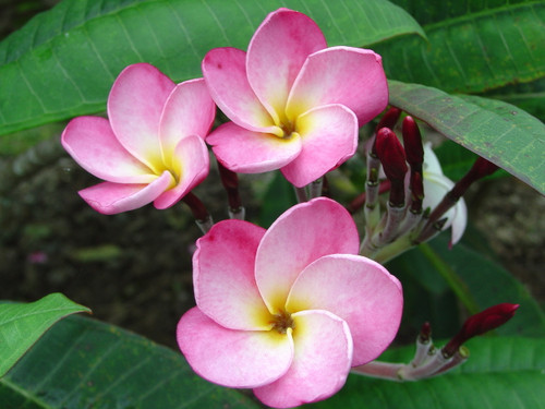 Jeanette Plumeria Jeanette Plumeria