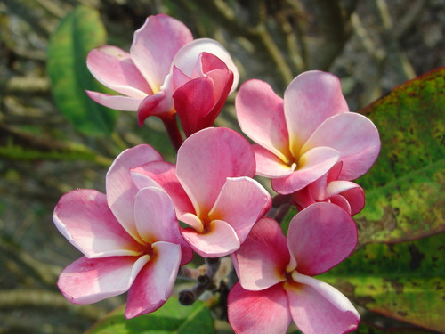 Jeanette Plumeria Jeanette Plumeria