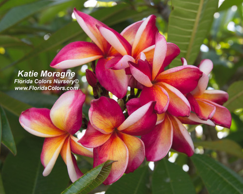 Katie Moragne Plumeria Katie Moragne Plumeria