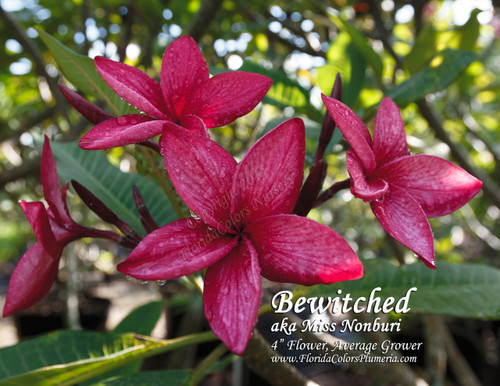 Bewitched aka Miss Nonburi Plumeria Bewitched aka Miss Nonburi Plumeria