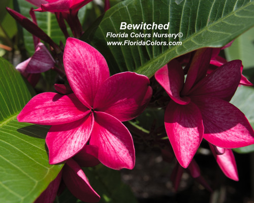 Bewitched aka Miss Nonburi Plumeria Bewitched aka Miss Nonburi Plumeria