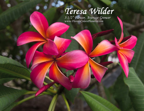 Teresa Wilder Plumeria Teresa Wilder Plumeria