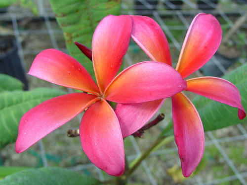 Teresa Wilder Plumeria Teresa Wilder Plumeria