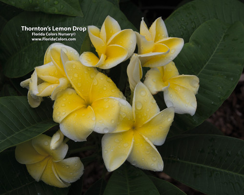 Lemon Drop aka Thornton's Lemon Drop Plumeria Lemon Drop aka Thornton's Lemon Drop Plumeria