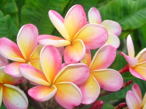 Vanda Ruffles Plumeria Vanda Ruffles Plumeria