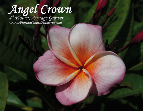 Angel Crown Plumeria Angel Crown Plumeria