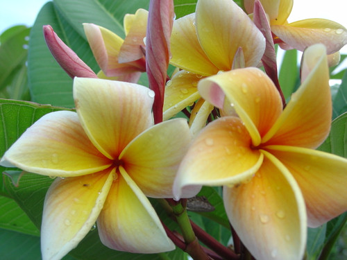 Aztec Peach Plumeria Aztec Peach Plumeria