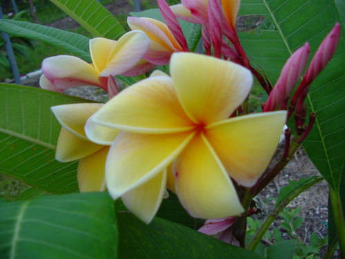 Aztec Peach Plumeria Aztec Peach Plumeria