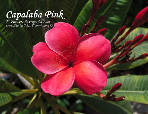 Capalaba Pink aka Australia Plumeria Capalaba Pink aka Australia Plumeria