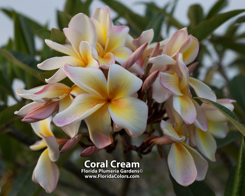Coral Cream Plumeria Coral Cream Plumeria