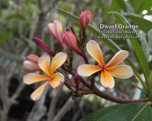 Dwarf Orange Plumeria Dwarf Orange Plumeria