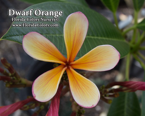 Dwarf Orange Plumeria Dwarf Orange Plumeria