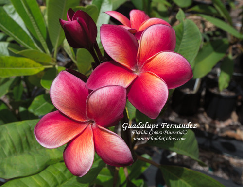 Guadalupe Fernandez Plumeria Guadalupe Fernandez Plumeria
