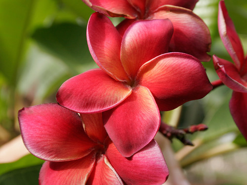 Guadalupe Fernandez Plumeria Guadalupe Fernandez Plumeria