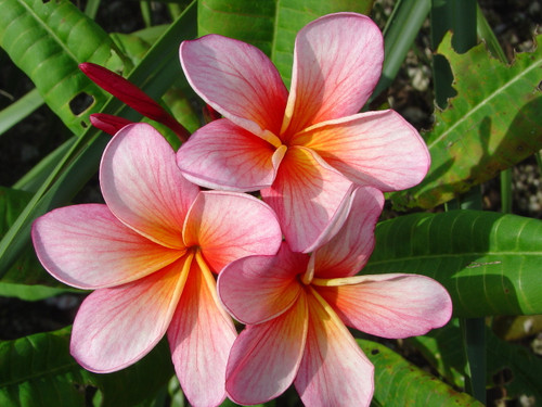 Iris Sunset Plumeria Iris Sunset Plumeria