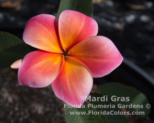 Mardi Gras Plumeria Mardi Gras Plumeria