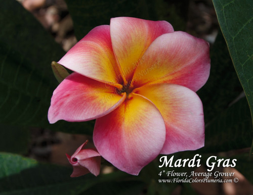 Mardi Gras Plumeria Mardi Gras Plumeria