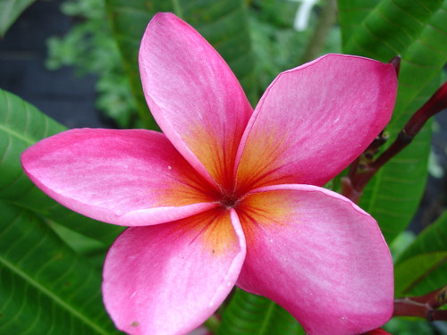 Red Butter Plumeria Red Butter Plumeria