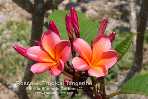 Roscoe Plumeria aka Tropical Tangerine, Sunburst Glory Roscoe Plumeria aka Tropical Tangerine, Sunburst Glory