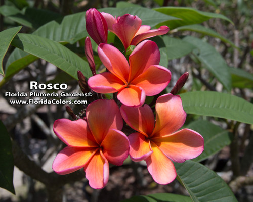 Roscoe Plumeria aka Tropical Tangerine, Sunburst Glory Roscoe Plumeria aka Tropical Tangerine, Sunburst Glory