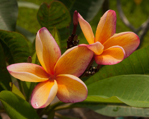 Barbados Apricot Brandy Plumeria Barbados Apricot Brandy Plumeria