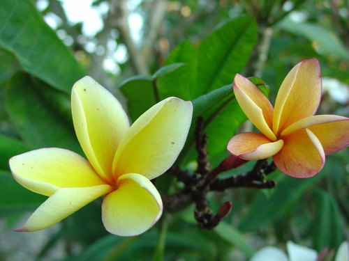 Barbados Apricot Brandy Plumeria Barbados Apricot Brandy Plumeria