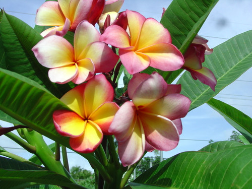 Gold Coast Cotton Candy Plumeria Gold Coast Cotton Candy Plumeria
