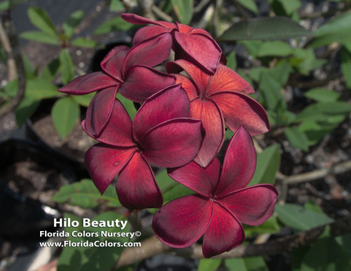 Hilo Beauty Plumeria Hilo Beauty Plumeria
