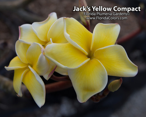 Jack's Compact Yellow JJ Plumeria Jack's Compact Yellow JJ Plumeria
